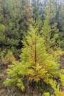 Terceira, Azores, Portugal. Lush green conifer trees. Art Print